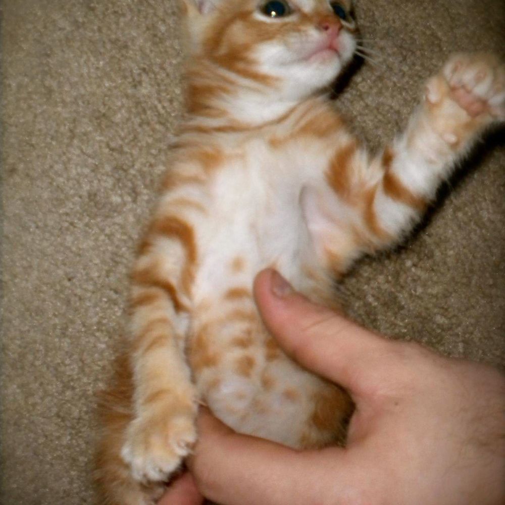 Meet your Posher, Ben